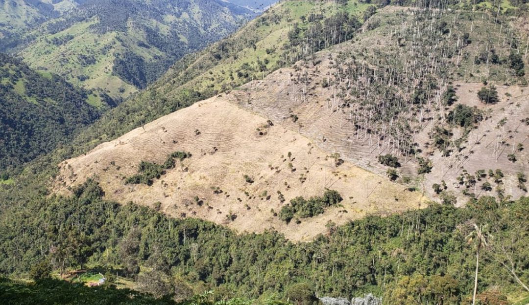 Zona devastada por la siembra de arracacha