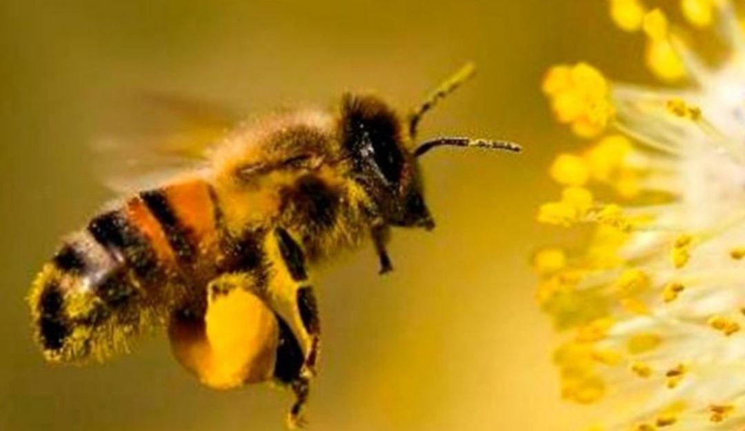 abejas ponilizadores decalrados vivos especial protección: Abejas y polinizadores serían declarados seres vivos de especial protección