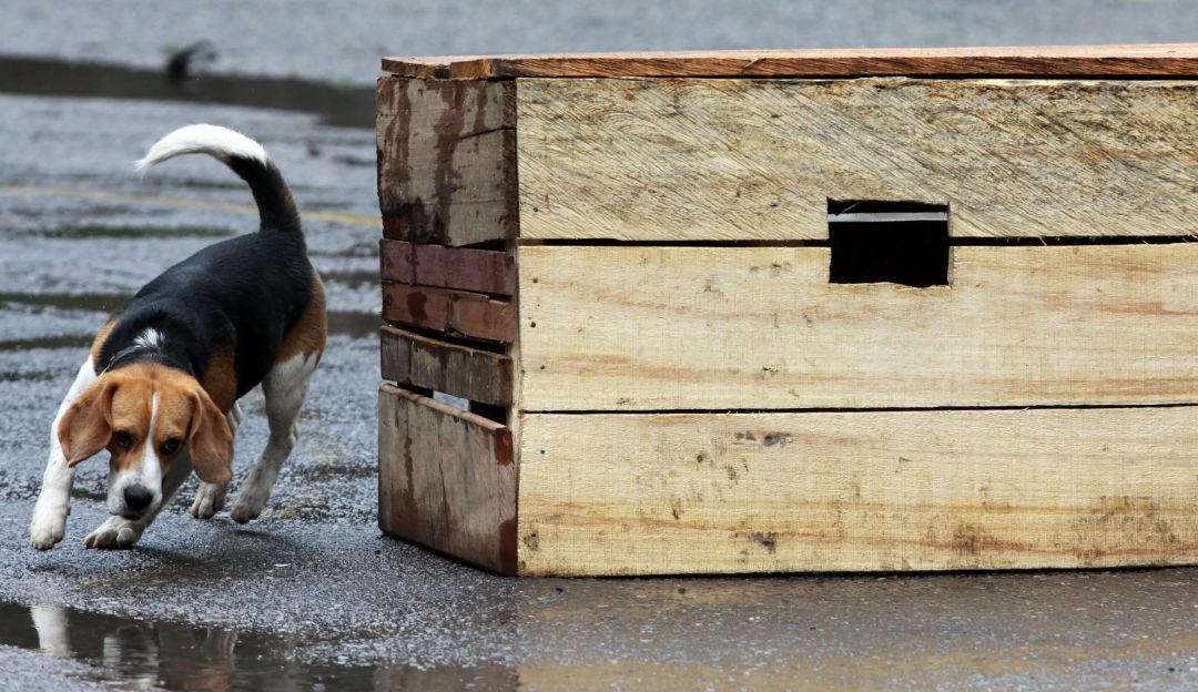 Perros de asistencia podrán estar en lugares públicos
