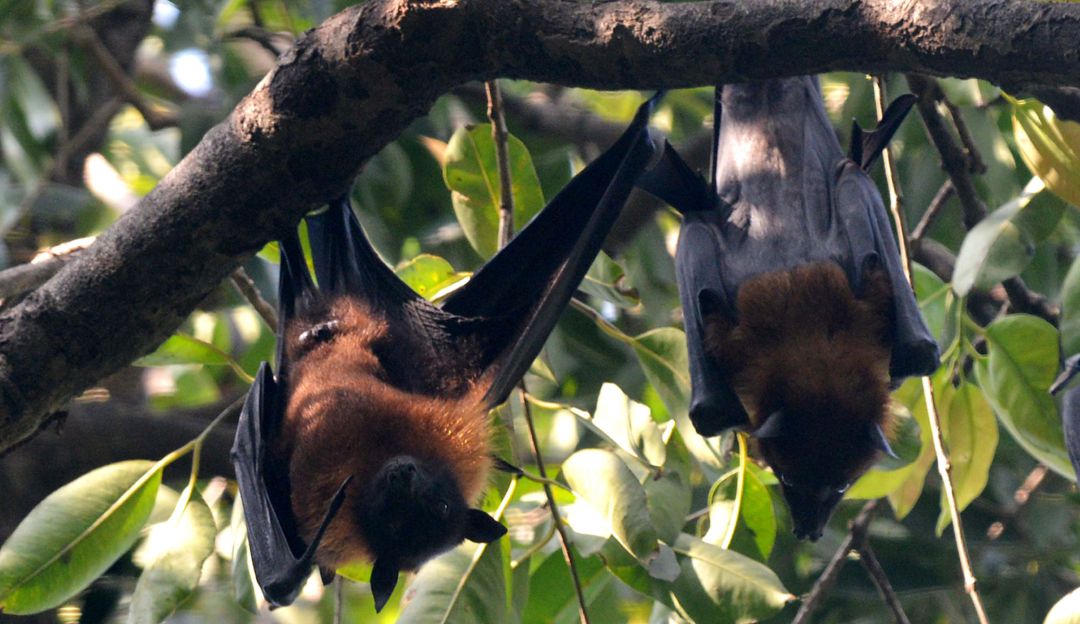 Indonesia menú de comida: Murciélagos siguen en el menú en Indonesia pese a riesgos por Coronavirus