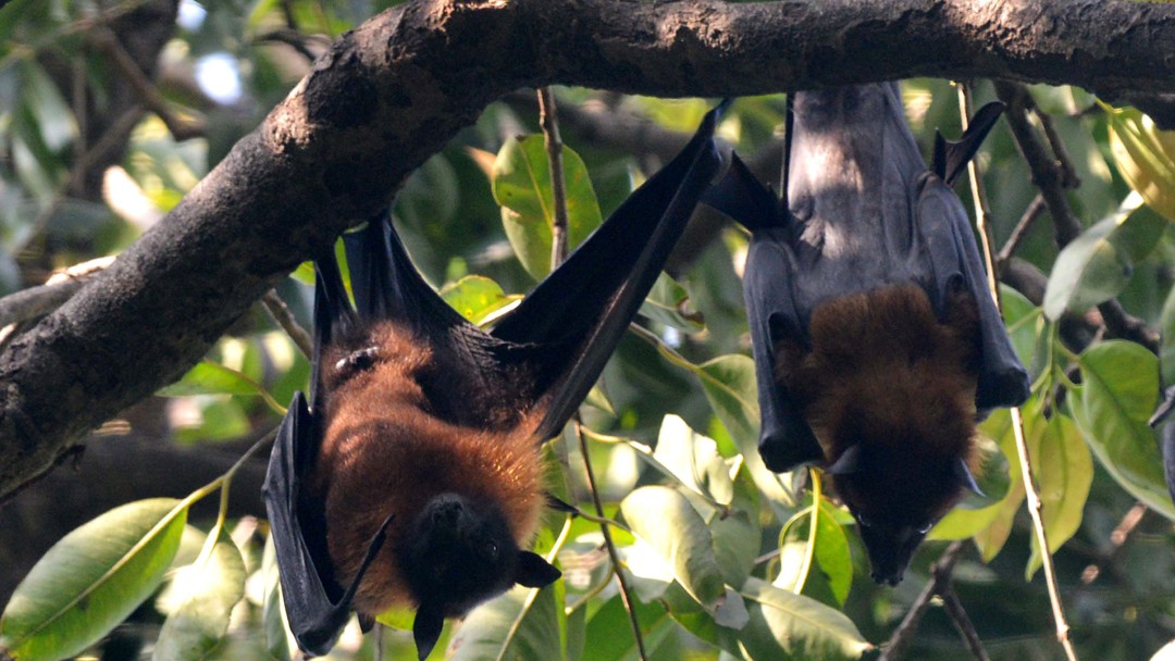 Murciélagos siguen en el menú en Indonesia pese a riesgos por Coronavirus