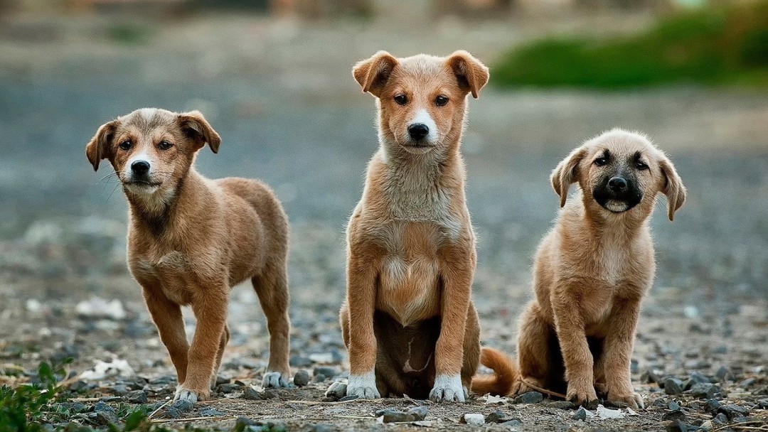 Dime cómo se llama tu perro y te diré quién eres