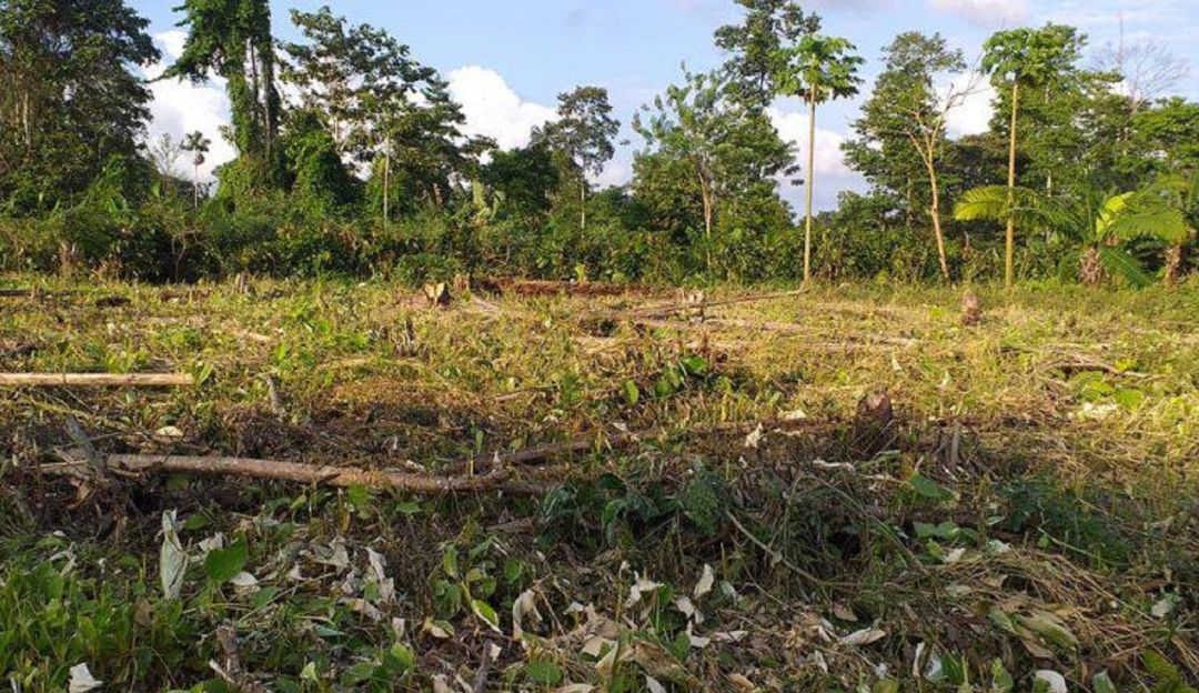 Tala de cacao: Piden investigar supuesta tala de cacao por parte del Ejército