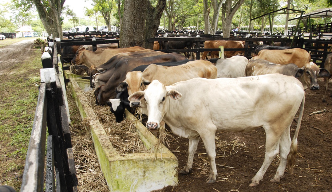 Agua y buena comida para proteger al ganado de la ola de calor