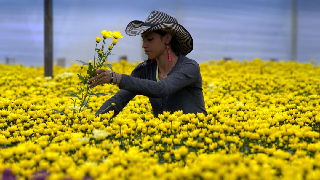Productos colombianos que se destacan en el exterior