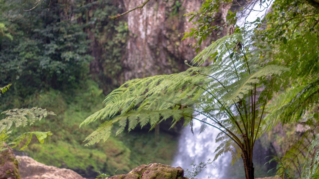 En qué estamos con el uso sostenible de la biodiversidad