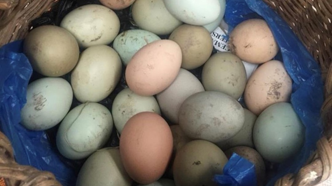 Huevos de gallinas criollas, con alto potencial nutritivo