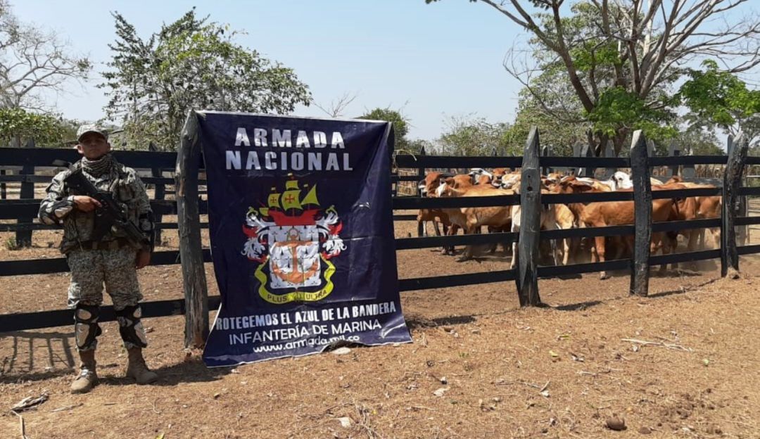 ganado Bolívar: Armada de Colombia recuperó 25 cabezas de ganado en Bolívar