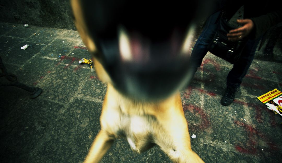 Perro ataca a madre e hija: Una bebé y su mamá fueron atacadas por perros de “raza peligrosa”