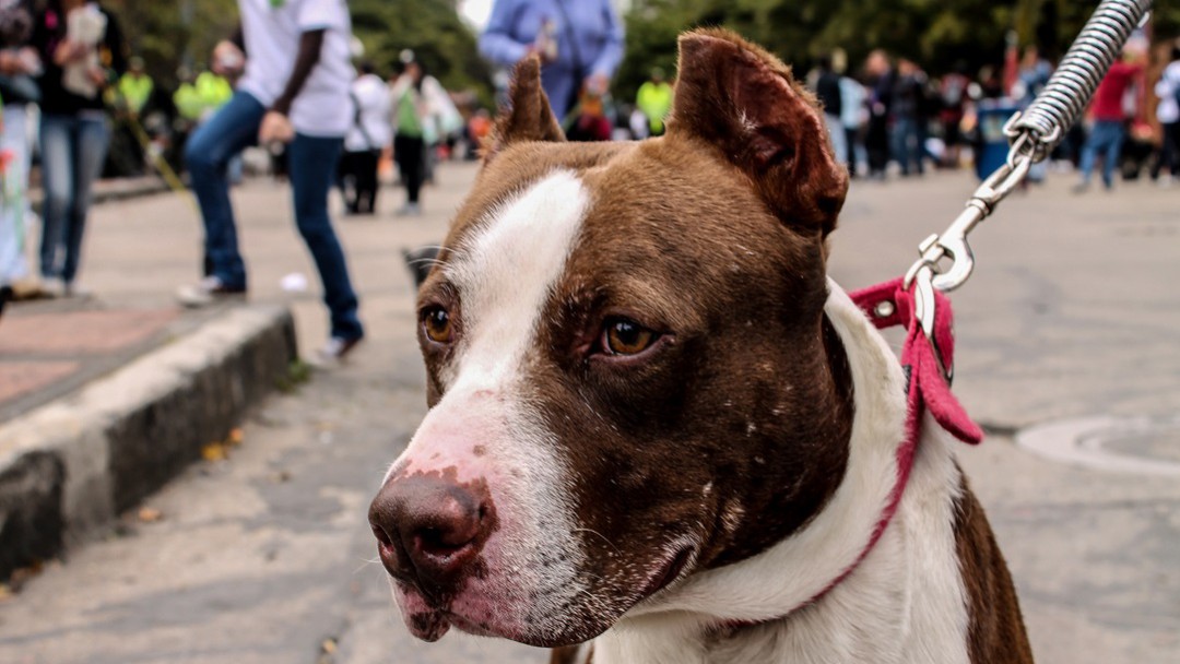 La Universidad ICESI, gana demanda en apoyo a los perros asistentes