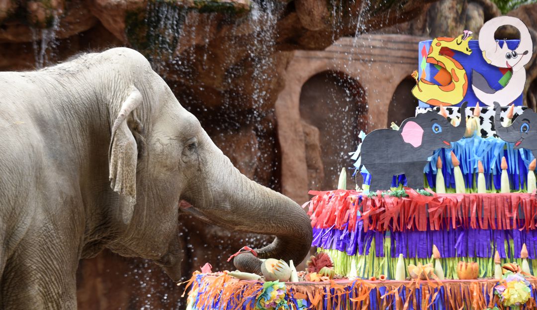 Elefanta Trompita: Con torta y regalos celebran cumpleaños de ‘Trompita’ en zoo de Guatemala