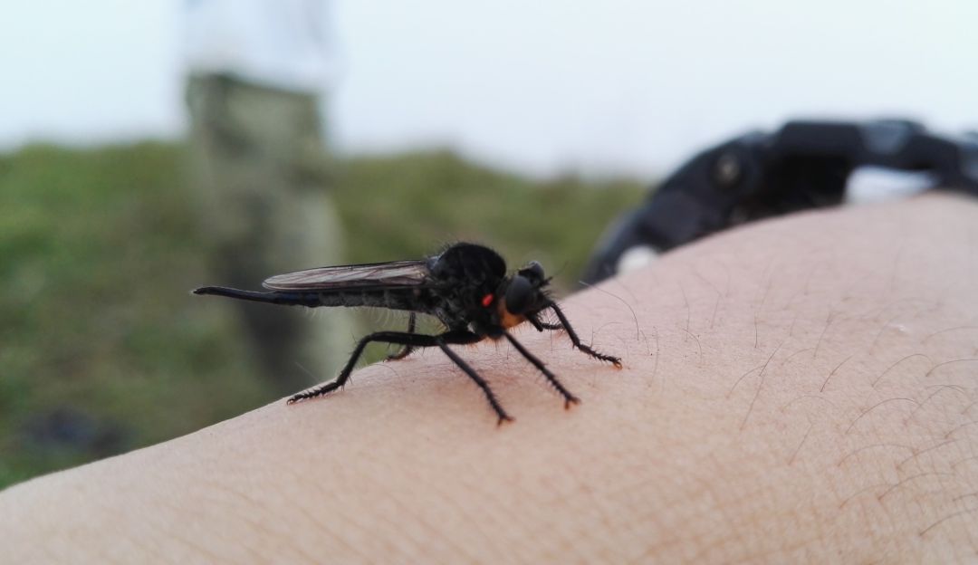 El 80% del territorio colombiano tiene el mosquito transmisor del dengue: El 80% del territorio colombiano tiene el mosquito transmisor del dengue