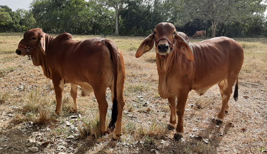 Expoterneros Montería cuarta versión Coliseo de Ferias Miguel Villamil: Se acerca la cuarta versión de Expoterneros en Montería
