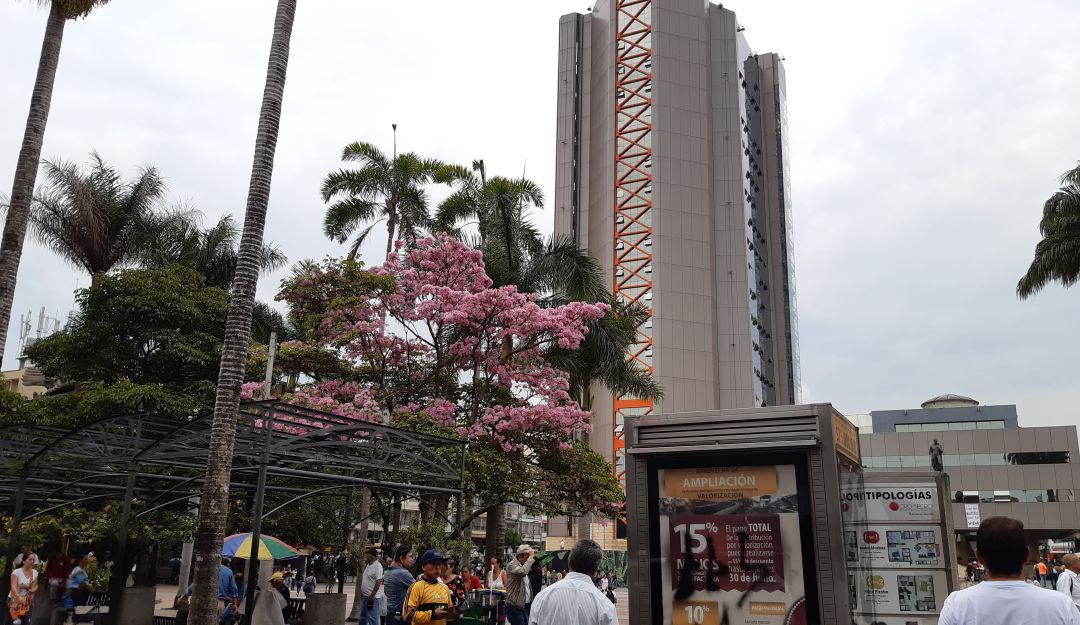 Los guayacanes que florecen en la plaza de Bolívar de Armenia