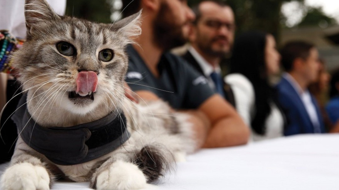 Se implanta el primer marcapasos para gatos en Colombia