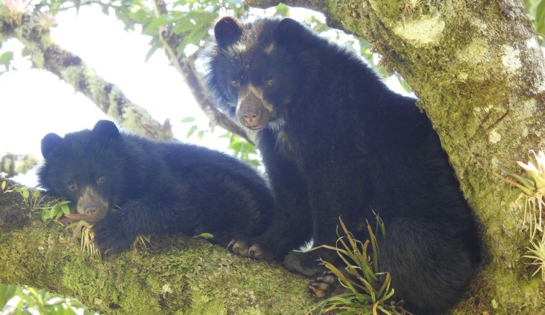 Monguí vista osa anteojos cría osos animales Boyacá: En Monguí fue observada una osa de anteojos y su cría
