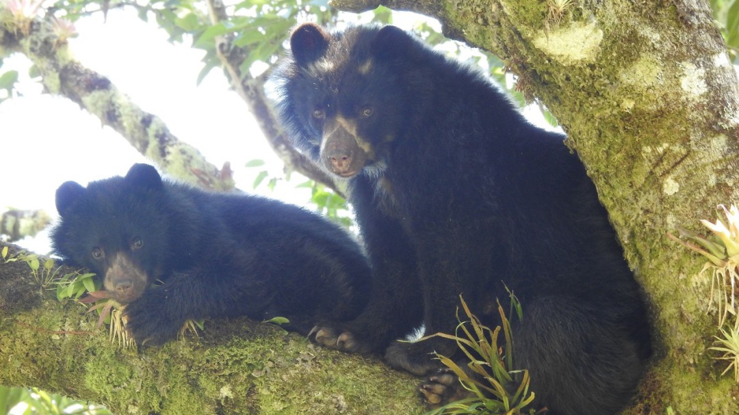 En Monguí fue observada una osa de anteojos y su cría