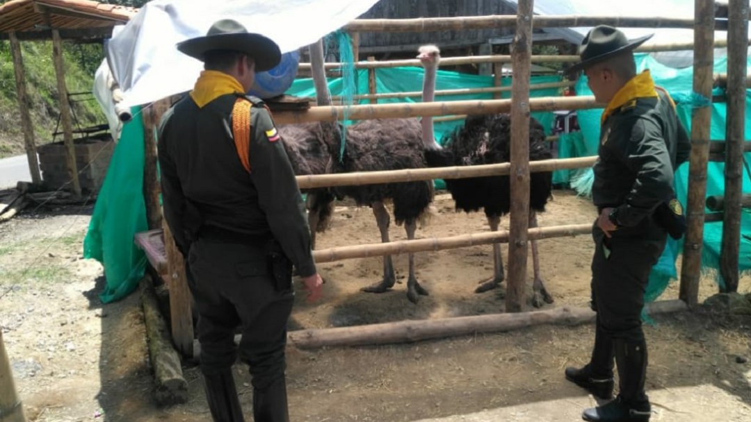 En Manzanares recuperan 16 animales silvestres que estaban en cautiverio