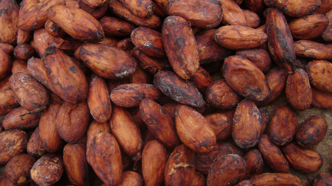 El Huila busca exportar cacao orgánico