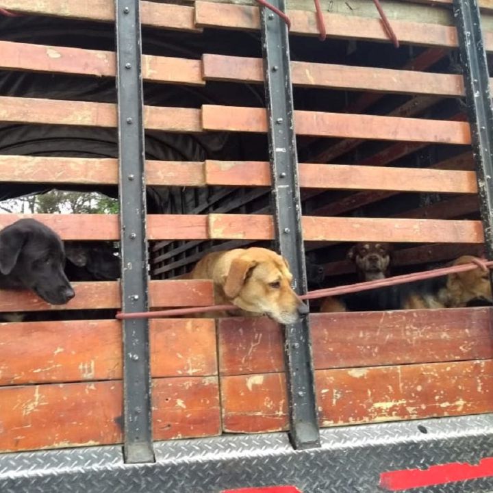 Denuncian desaparición de perros en la localidad de Usme