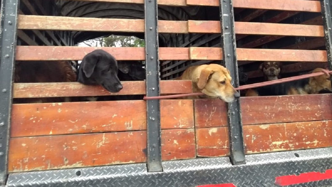 Ejército responde a concejal por supuesta desaparición de perros