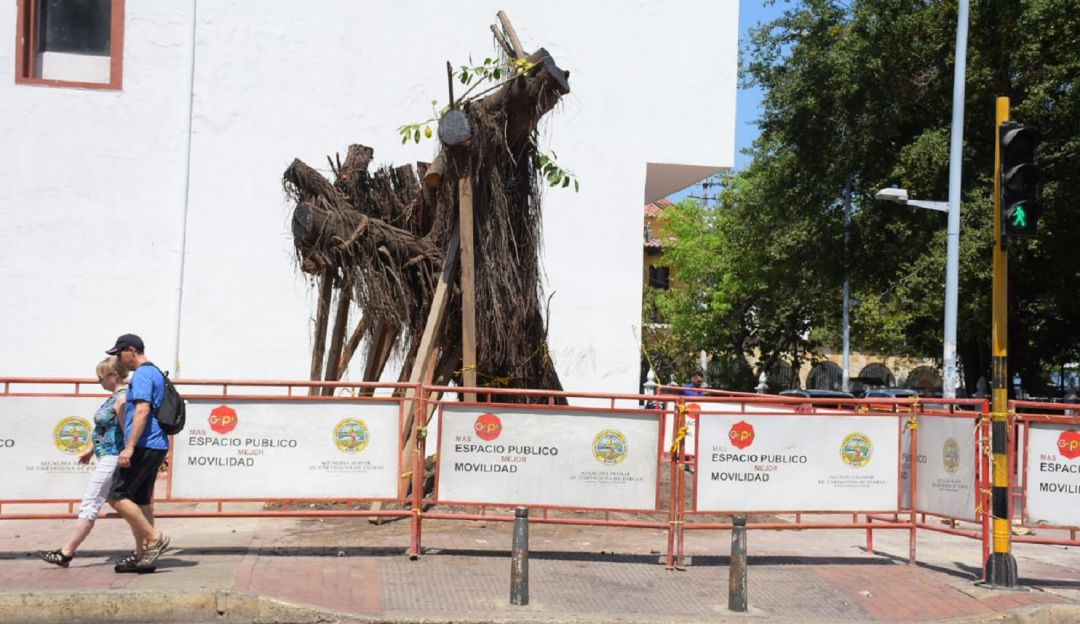 Palito de caucho en Cartagena: En 6 meses estaría recuperado "Palito de caucho" de La Matuna en Cartagena