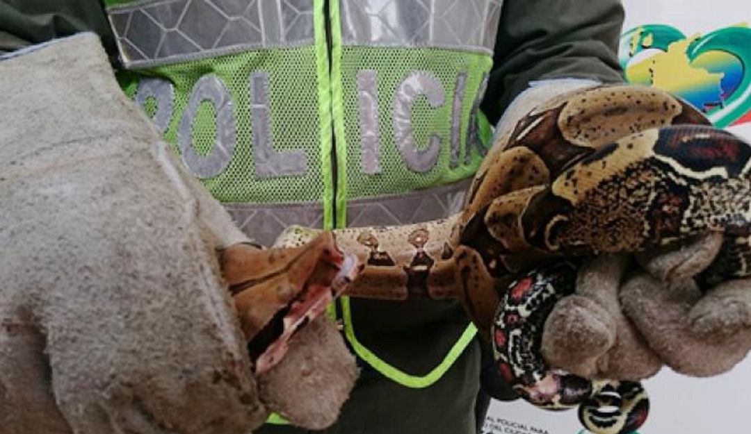 Animales en Cartagena: Una boa apareció en la nevera de una casa en Cartagena