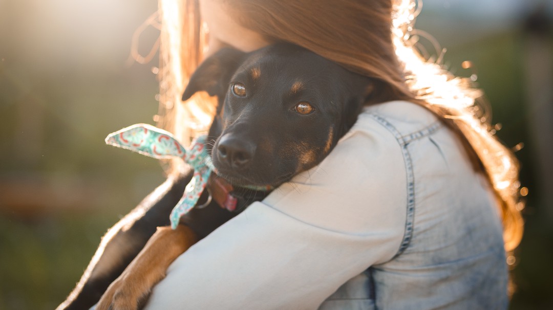 ¿Pensando en adoptar una mascota? Siga estas recomendaciones