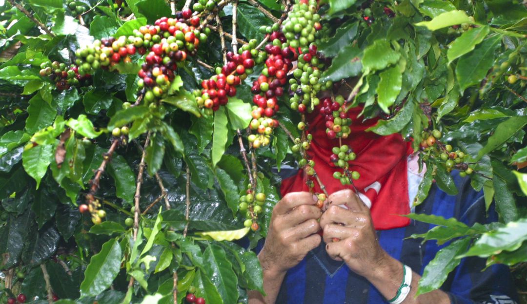 Cafeteros servicios turísticos: Cafeteros de Nariño ofrecerán servicios turísticos