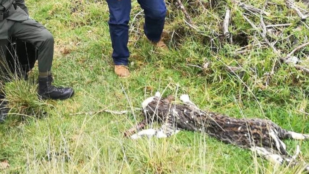Con dos impactos de bala encuentran cuerpo de Leopardo en Salento, Quindío