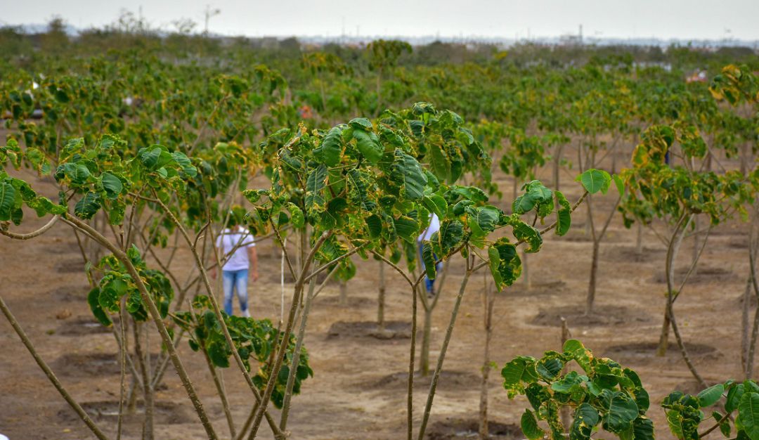 Bosques arborizados de Barranquilla: Barranquilla ya tiene su quinto bosque urbano