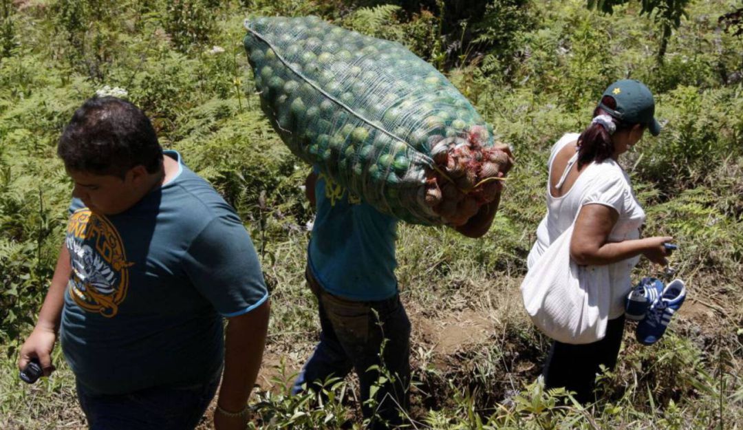 Deudas de los productores agropecuarias en el país: Productores agrícolas en Colombia podrían enfrentar procesos jurídicos