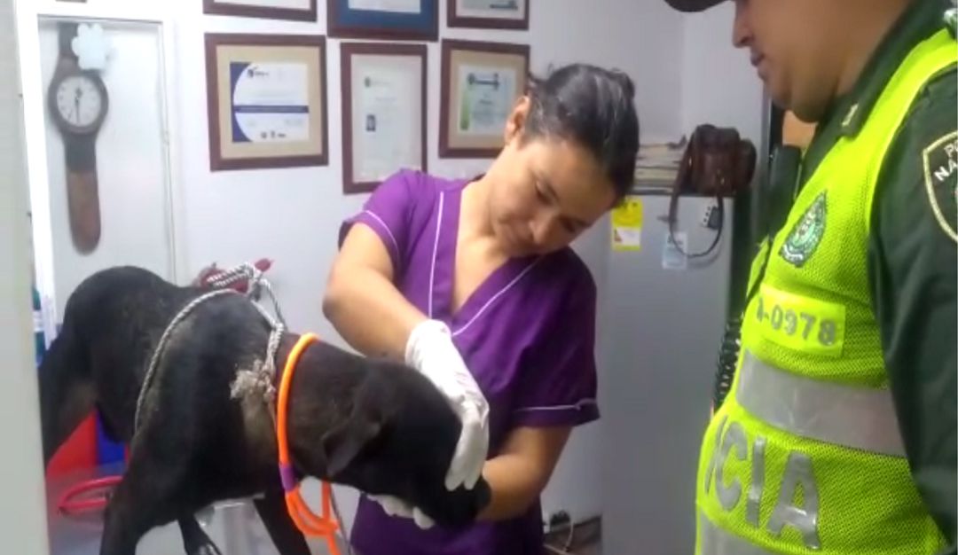 Maltrato animal: Capturado en Palmira hombre que abusaba sexualmente de una perrita