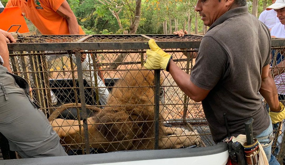 león Júpiter Córdoba eutanasia Los Caimanes: A 'Júpiter' cuando llegó a Córdoba se le iba a aplicar la eutanasia