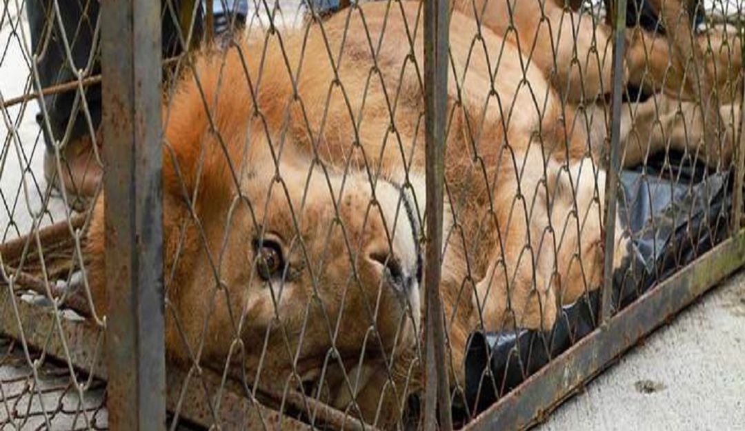 Júpiter el león: 'Júpiter' podría tener una enfermedad grave según veterinarios