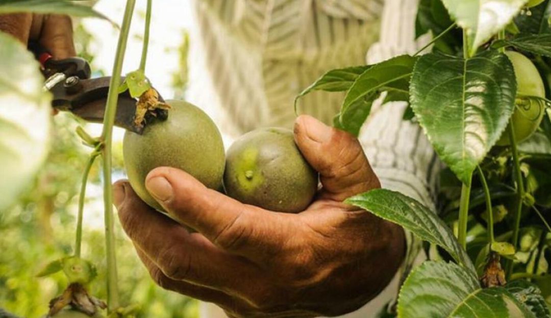 Mercado agroecológico en Pereira: Tercera versión del mercado agroecológico en el barrio Gaitán