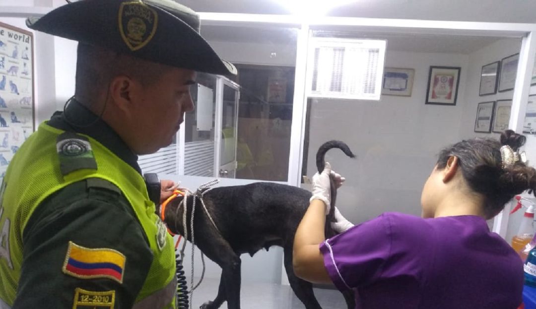 Por varios vejámenes con un perro, implicado hombre de 67 años en Palmira: Hallan perro con signos de violencia sexual. Hombre de 67 años implicado