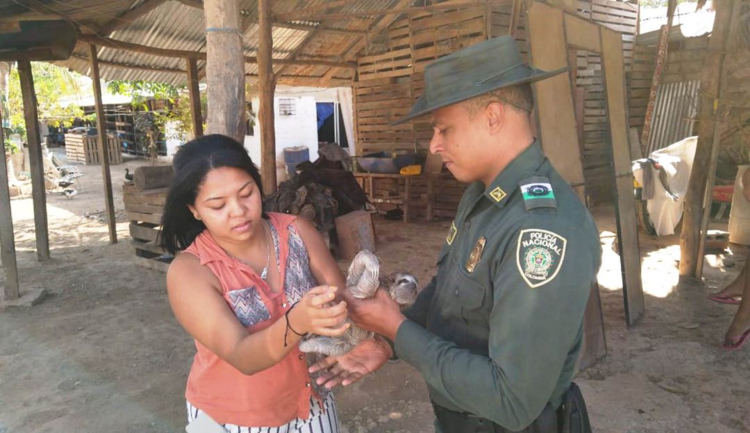 Bebé perezoso: Autoridades rescatan bebé perezoso en Turbaco, Bolívar