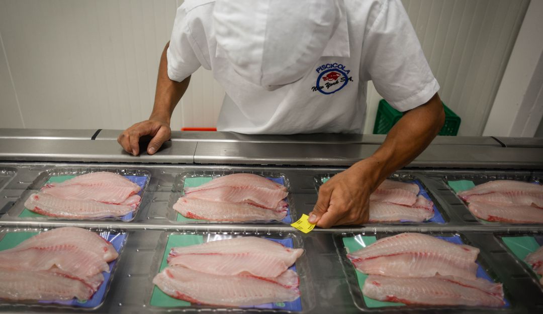 Tenga en cuenta la calidad del pescado