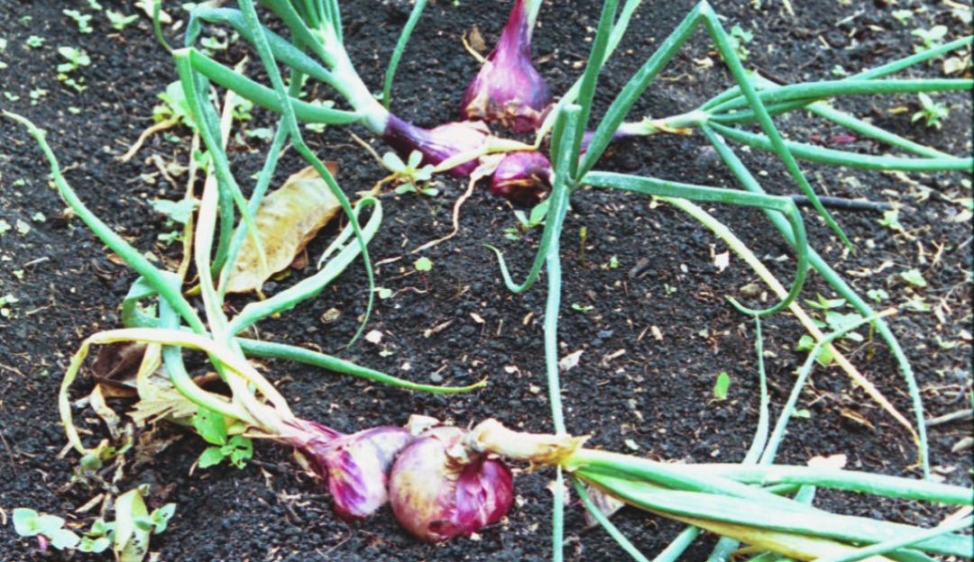 Cebolla de bulbo