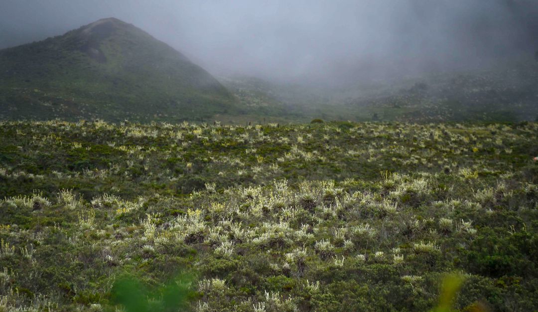 Pacto por el Sumapaz: Bogotá y cinco departamentos firman pacto por el Sumapaz