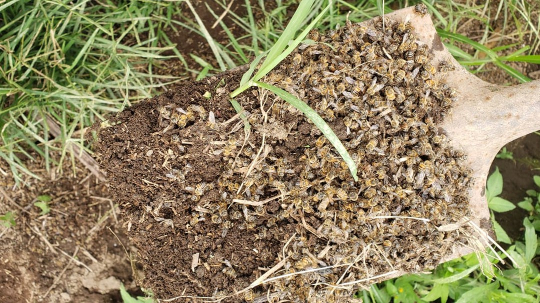 Nuevamente denuncian muerte de abejas en el departamento del Quindío