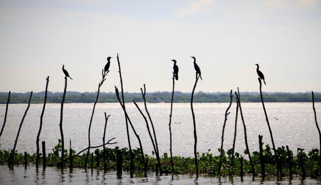 Asamblea del BID: Barranquilla lanzó su primera BioBlitz previo a la Asamblea del BID