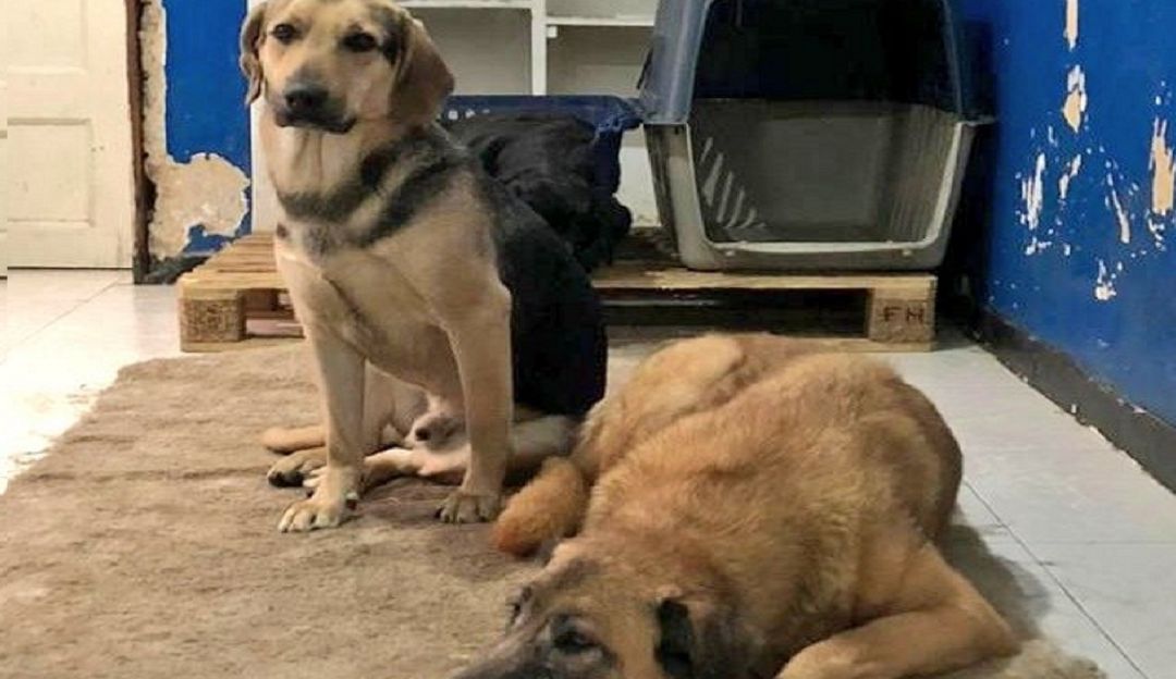 Noticias Bogotá: Denuncian irregularidades y maltrato IDPYBA: Protección animal desmiente denuncias de maltrato y eutanasia