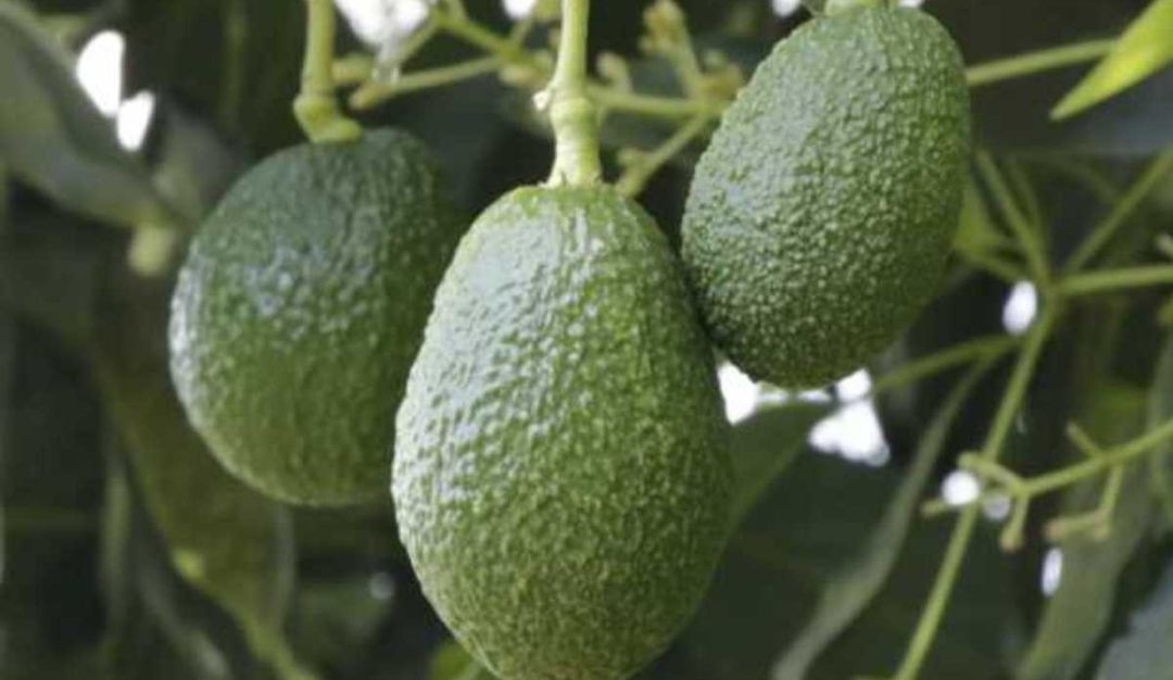 Cultivos de campesinos afectados por lluvias: Cambio climático está afectando los cultivos de Risaralda