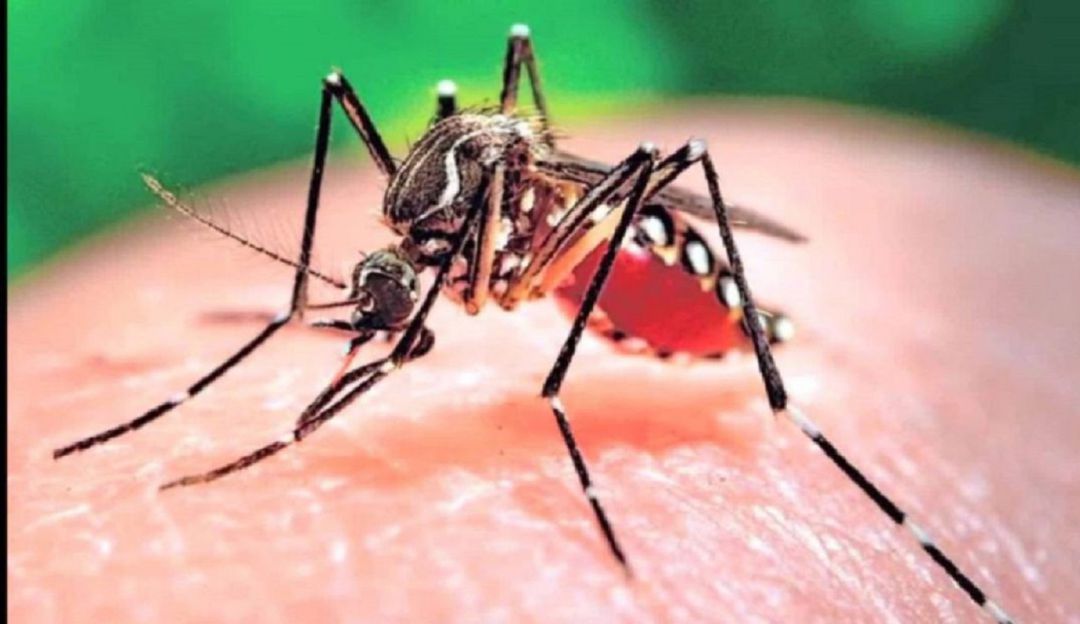 Dengue: Más de 1.500 casos de dengue se han registrado en el Atlántico