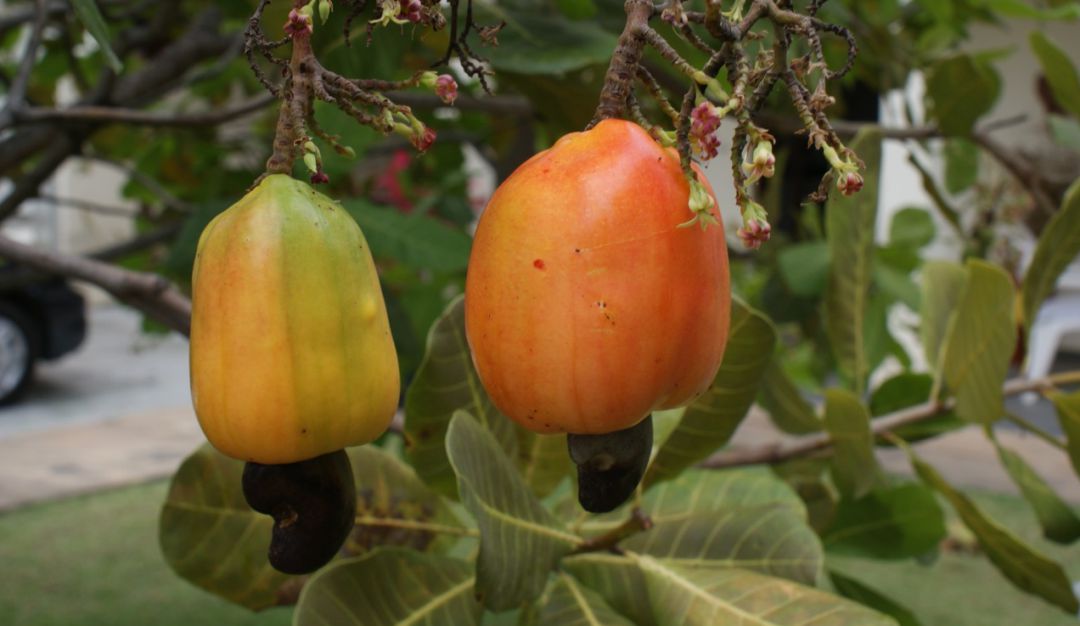 Emprendimientos: Atlántico tiene gran potencial para cultivar marañón