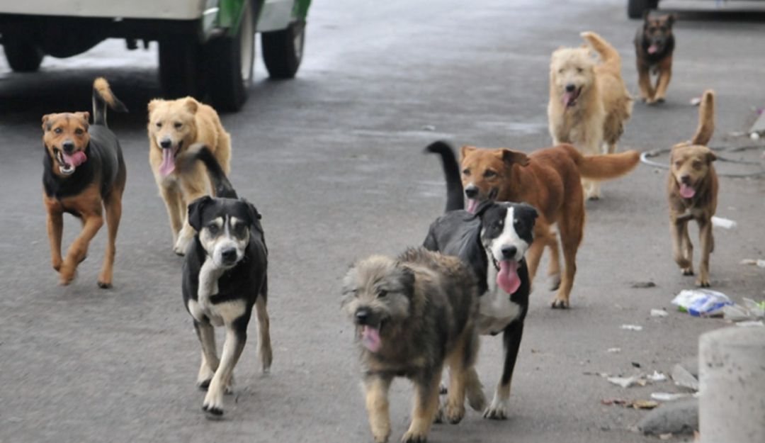 Polémica perros chip subcutáneo censo Bucaramanga: Proponen que perros tengan chip subcutáneo