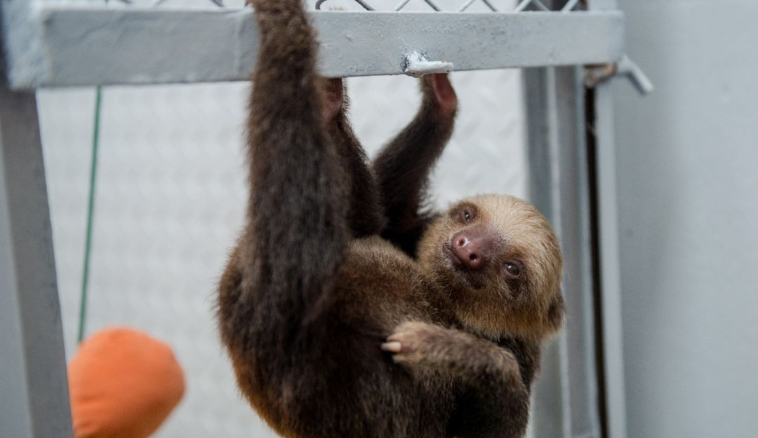 Día mundial de la vida silvestre en Risaralda: Cerca de 5 mil animales silvestres han sido recuperados en Risaralda