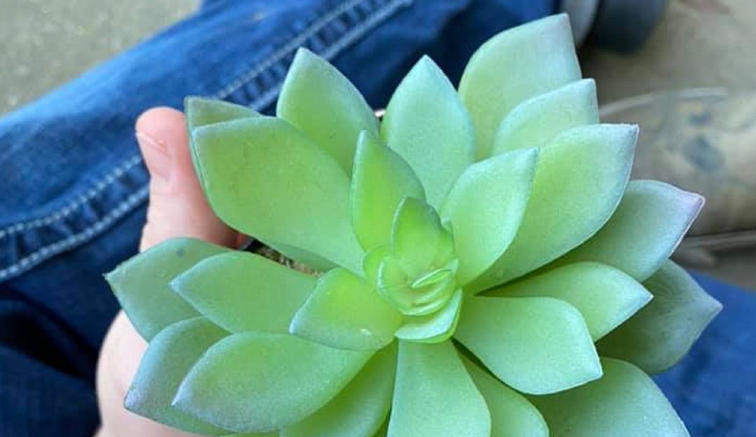 Creyó que era una planta real: Pasó dos años regando esta planta y descubrió que era de plástico